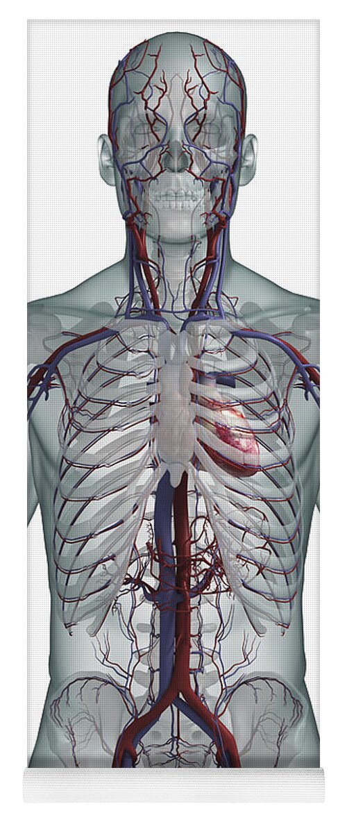 Inferior Vena Cava Yoga Mat featuring the photograph The Cardiovascular System #51 by Science Picture Co