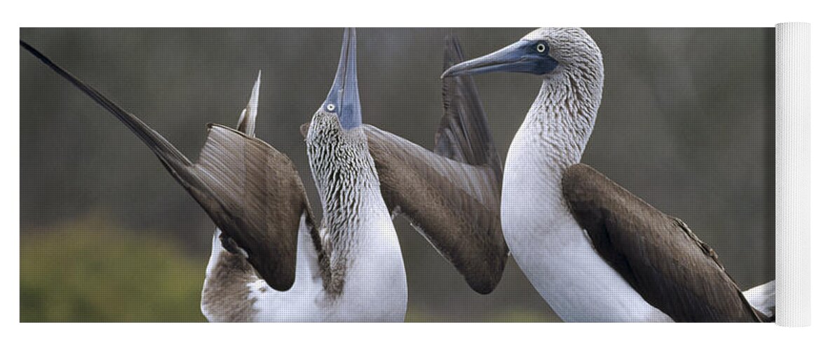 Feb0514 Yoga Mat featuring the photograph Blue-footed Boobies Courting Galapagos #6 by Tui De Roy