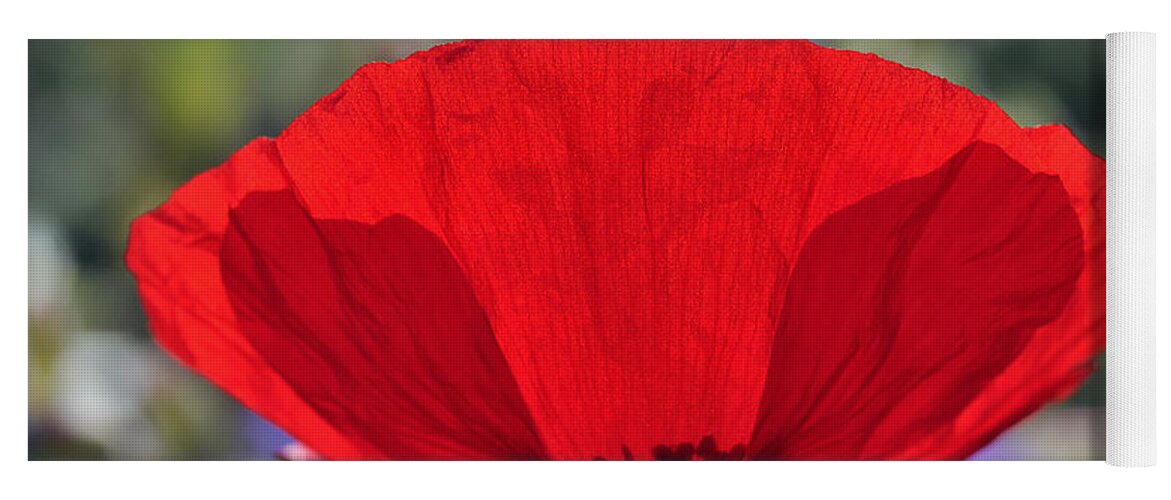 Poppy; Corn Poppy; Papaver Rhoeas; Red; Flower; Wild; Plant; Spring; Flowers; Photograph; Photography; Back Light; Back Lighting; Springtime; Season; Nature; Natural; Natural Environment; Natural World; Flora; Bloom; Blooming; Blossom; Blossoming; Color; Colour; Colorful; Colourful; Earth; Environment; Ecological; Ecology; Country; Landscape; Countryside; Scenery; Macro; Close-up; Detail; Details; Esthetic; Esthetics; Artistic; Beautiful; Beauty; Poppies Yoga Mat featuring the photograph Poppy flower #8 by George Atsametakis