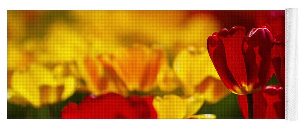 Tulip Yoga Mat featuring the photograph Red and Yellow Tulips #6 by Nailia Schwarz