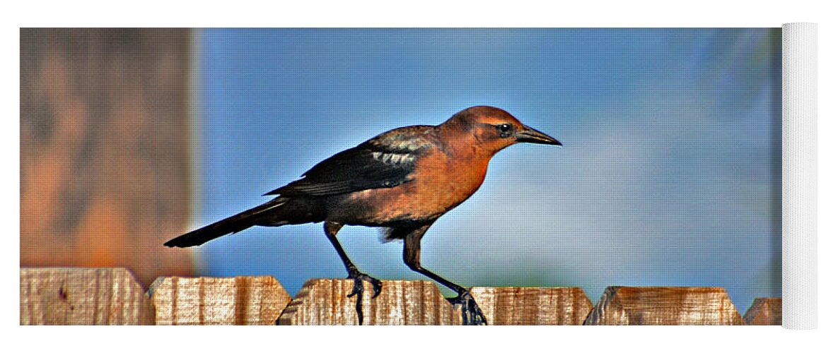 Grackle Yoga Mat featuring the photograph 63- Grackle by Joseph Keane