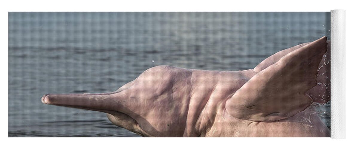 Amazon River Dolphin Yoga Mat featuring the photograph Amazon River Dolphin #7 by M. Watson