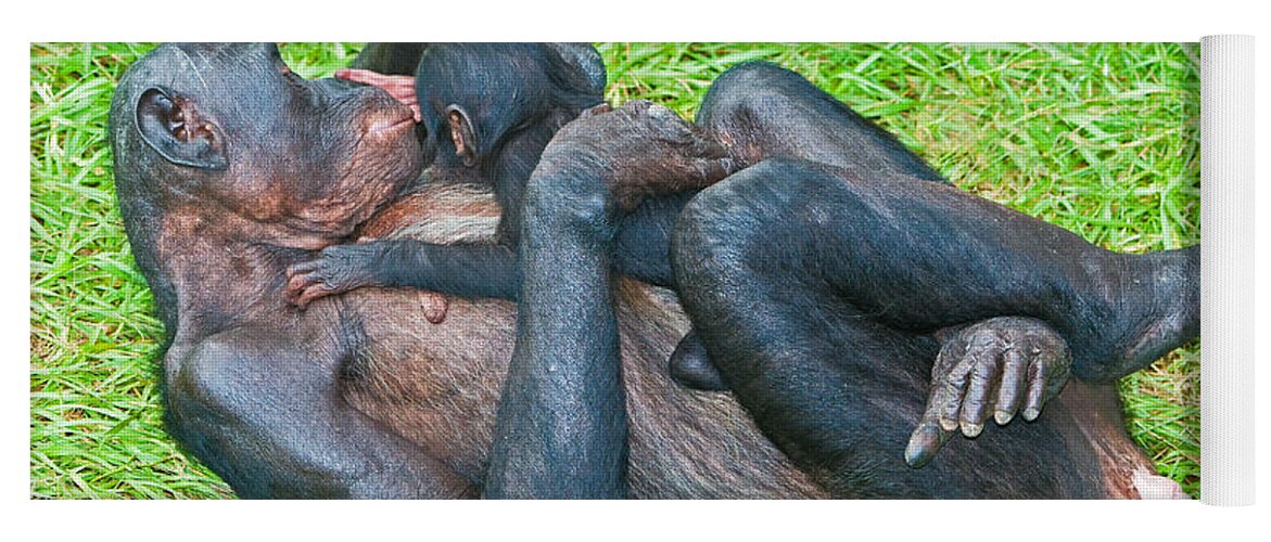 Nature Yoga Mat featuring the photograph Bonobo Mother And Baby #78 by Millard H. Sharp