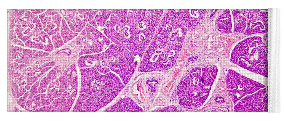 Light Micrograph Yoga Mat featuring the photograph Cross-section Of Human Salivary Gland #8 by Science Stock Photography