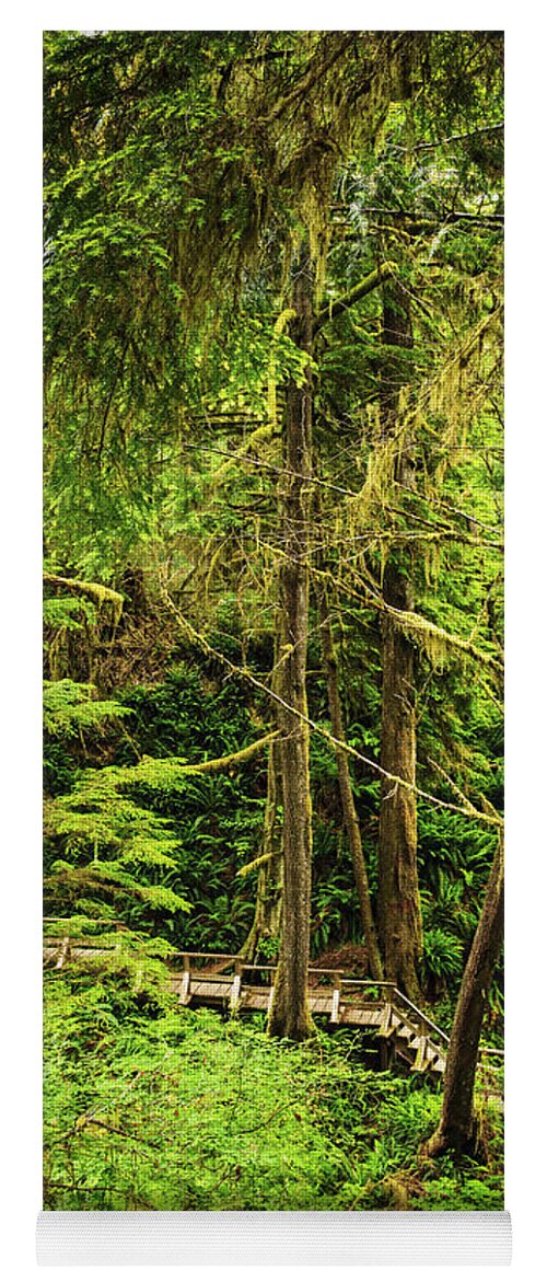 Rainforest Yoga Mat featuring the photograph Path in temperate rainforest 7 by Elena Elisseeva