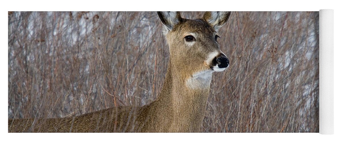 Odocoileus Virginianus Yoga Mat featuring the photograph White-tailed Doe #8 by Linda Freshwaters Arndt