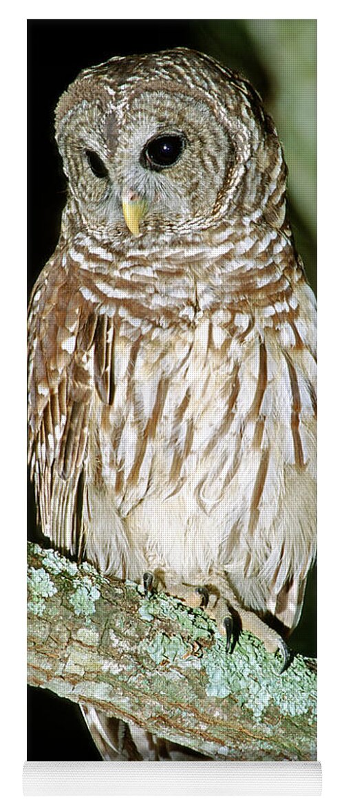 Barred Owl Yoga Mat featuring the photograph Barred Owl #9 by Millard H. Sharp