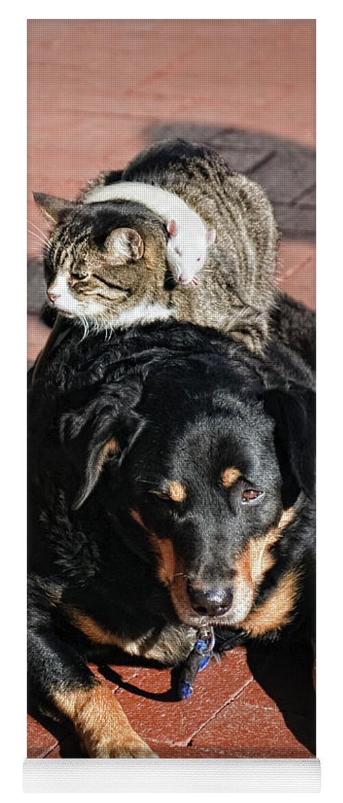 Balance Yoga Mat featuring the photograph A Mouse On A Cat On A Dog In Santa by Kevin Steele