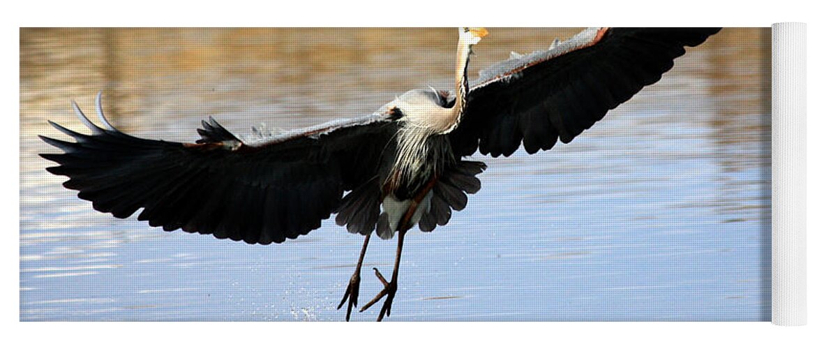 Great Blue Heron Yoga Mat featuring the photograph A Perfect Landing by Shane Bechler