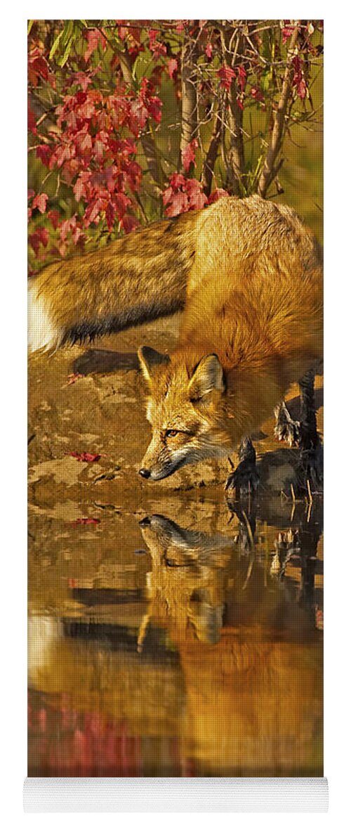 Fox Yoga Mat featuring the photograph A Real Fox by Jack Milchanowski