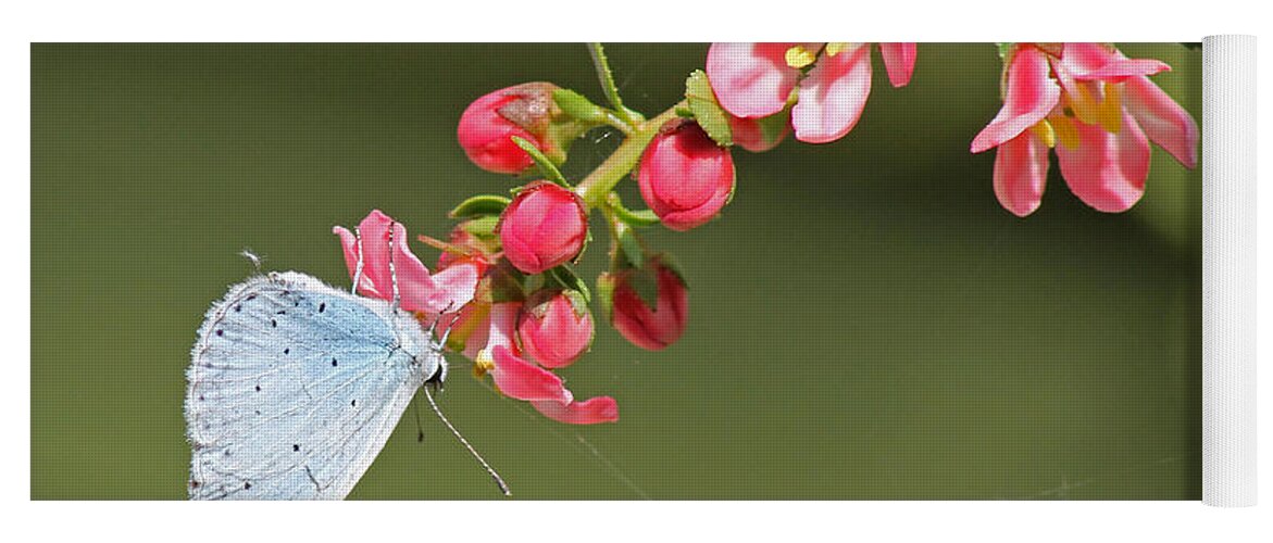 Blue Butterfly Yoga Mat featuring the photograph A Small Blue Butterfly by Tony Murtagh