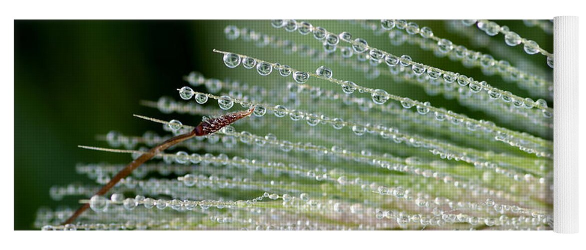 Floral Yoga Mat featuring the photograph A Thousand Diamonds - Tiny Iced Water Drops Hang Of A Pine Leave by Pedro Cardona Llambias
