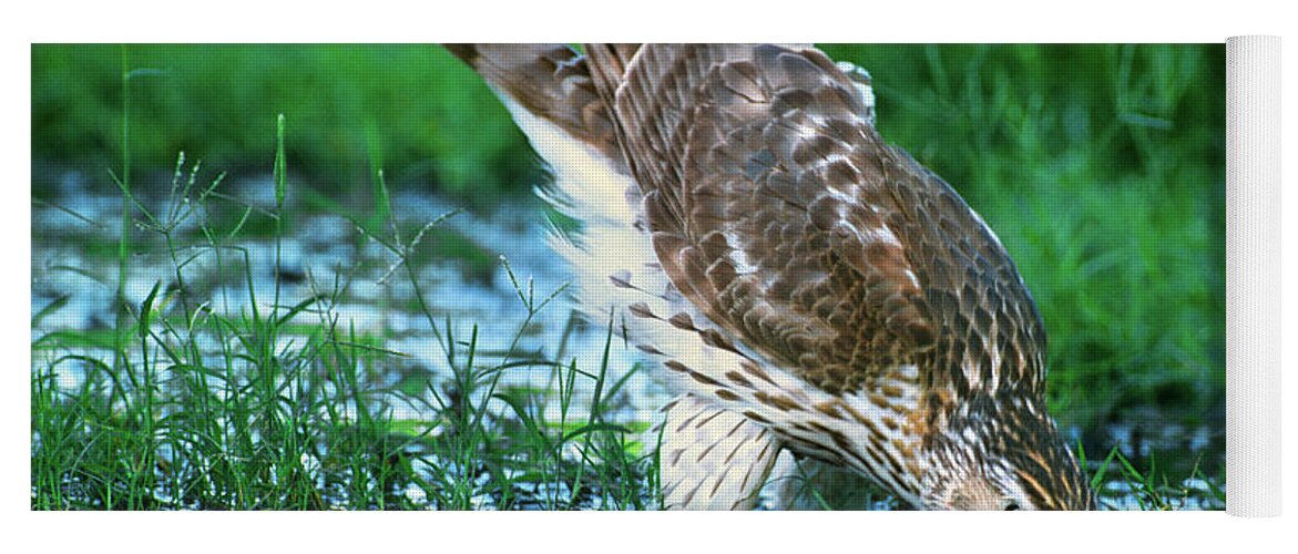 Cooper's Hawk Yoga Mat featuring the photograph A Wild Juvenile Cooper's Hawk Drinks from a Pond by Dave Welling