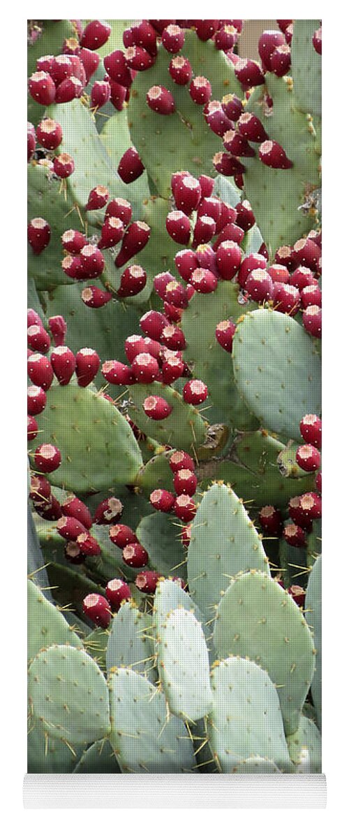 Cactus Yoga Mat featuring the photograph Abundance of Fruit by Laurel Powell