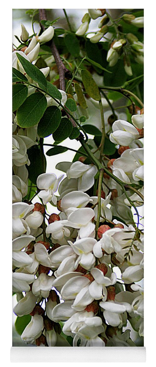 Nature Yoga Mat featuring the photograph Acacia Tree Flowers by William Selander