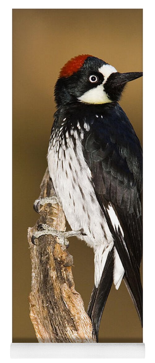 Feb0514 Yoga Mat featuring the photograph Acorn Woodpecker Female Arizona by Tom Vezo