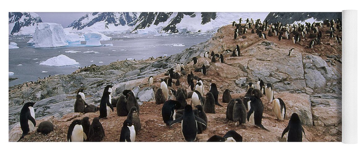 Feb0514 Yoga Mat featuring the photograph Adelie Penguin Rookery Petermann Island by Tui De Roy
