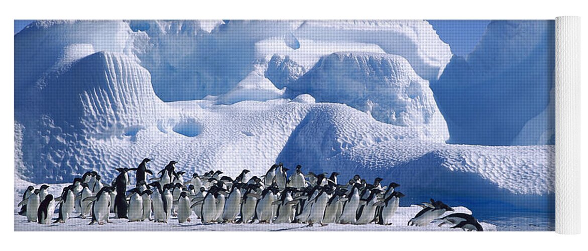 Feb0514 Yoga Mat featuring the photograph Adelie Penguins Diving From Icefloe by Colin Monteath