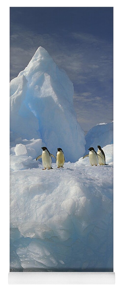 Feb0514 Yoga Mat featuring the photograph Adelie Penguins On Iceberg Antarctica by Colin Monteath