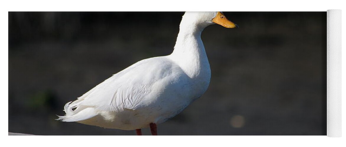 Duck Yoga Mat featuring the photograph Aflac by Greg Graham