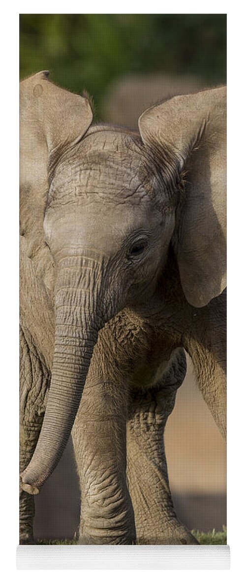 Feb0514 Yoga Mat featuring the photograph African Elephant Calf Displaying by San Diego Zoo