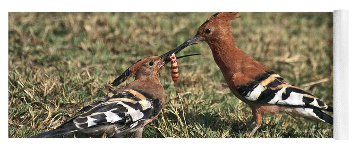 Young Bird Yoga Mat featuring the photograph African Hoopoe feeding young by Liz Leyden