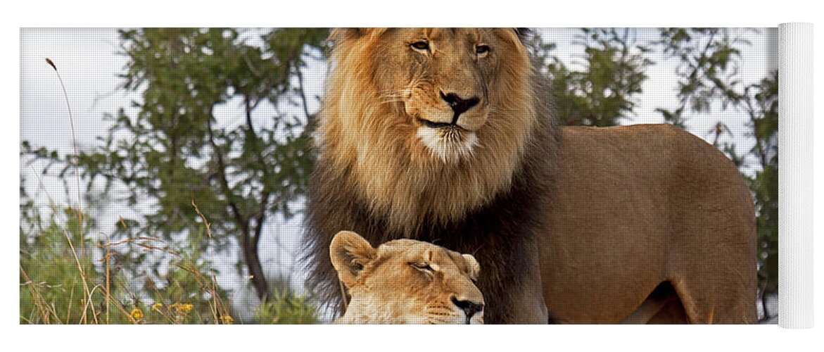 Nis Yoga Mat featuring the photograph African Lion And Lioness Botswana by Erik Joosten