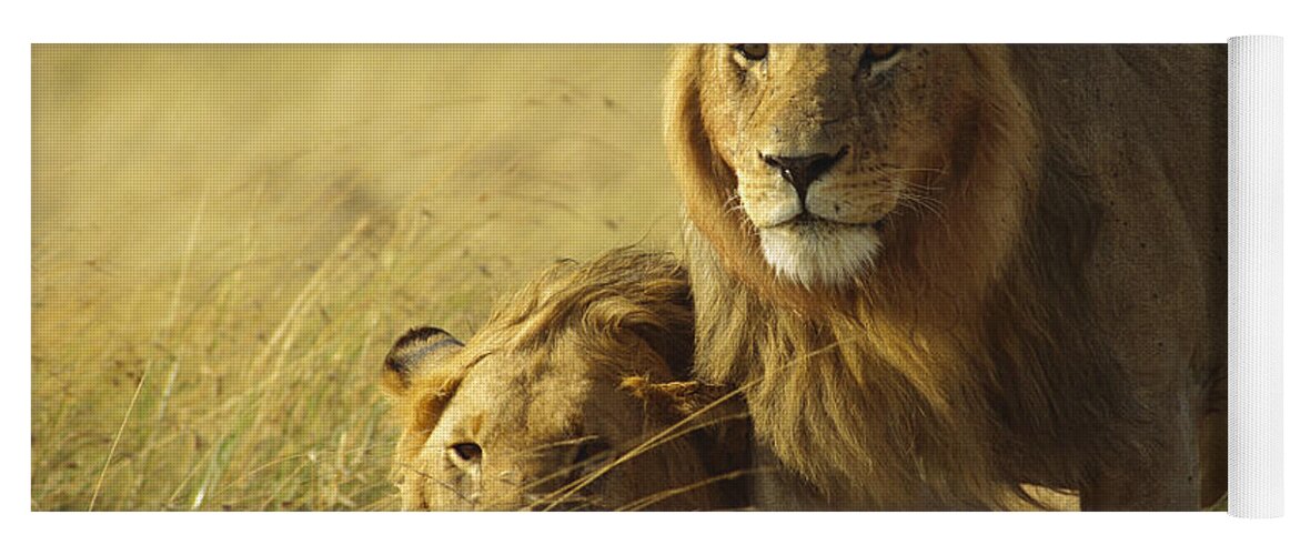 Feb0514 Yoga Mat featuring the photograph African Lion Juvenile Males Masai Mara by Gerry Ellis