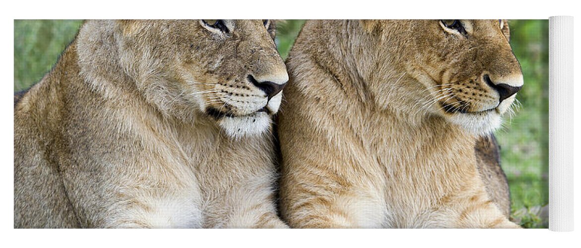 Nis Yoga Mat featuring the photograph African Lion Juveniles Serengeti Np by Erik Joosten