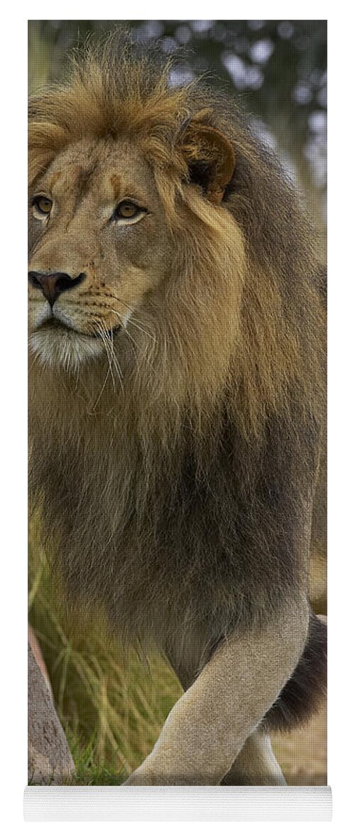 Feb0514 Yoga Mat featuring the photograph African Lion Male Portrait by San Diego Zoo