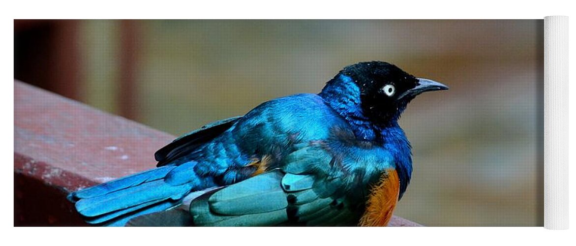 Bird Yoga Mat featuring the photograph African Superb Starling bird rests on wooden beam by Imran Ahmed