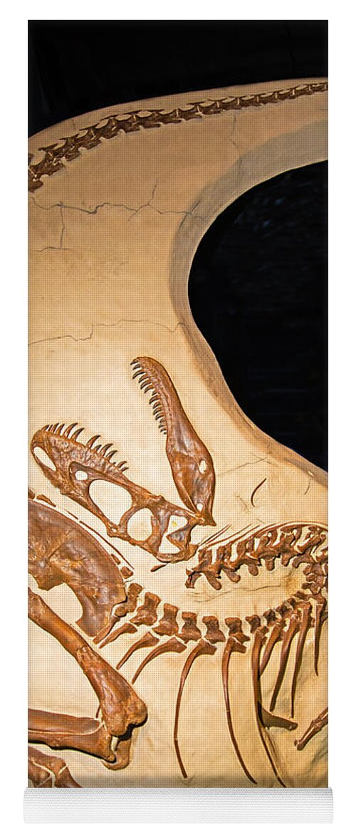 Nature Yoga Mat featuring the photograph Albertosaurus by Millard H. Sharp