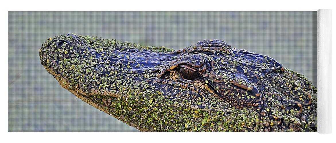 Alligator Yoga Mat featuring the photograph Algae Gator by Al Powell Photography USA