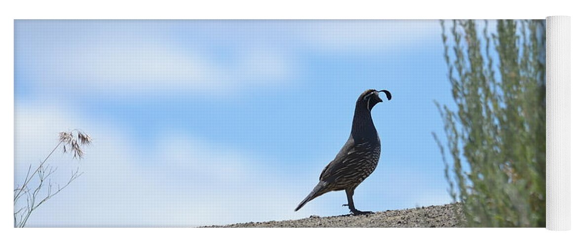 Quail Yoga Mat featuring the photograph All Clear by Laurianna Taylor