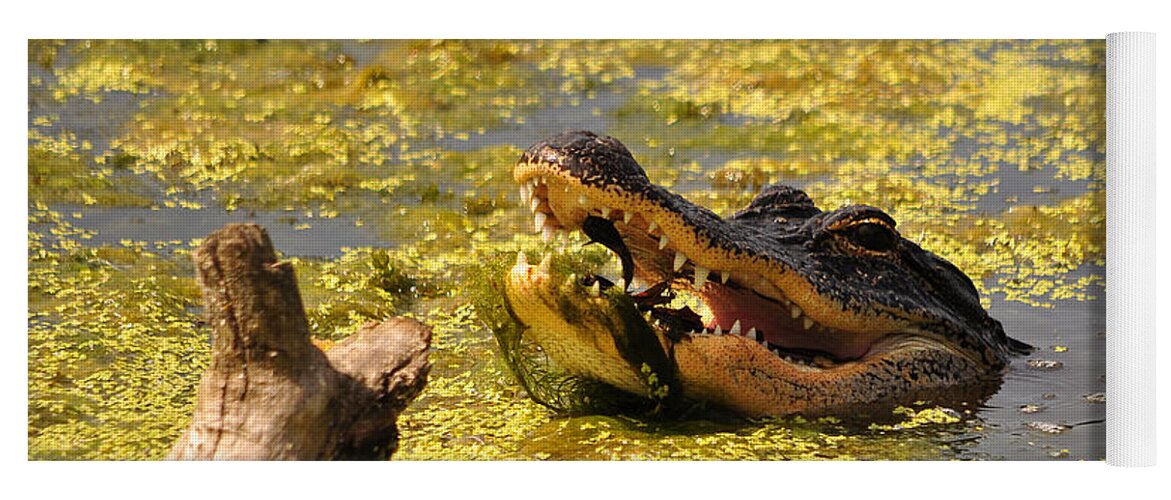 Alligator Yoga Mat featuring the photograph Alligator Ambush by Al Powell Photography USA