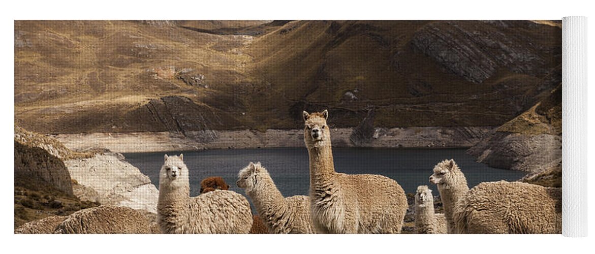 Feb0514 Yoga Mat featuring the photograph Alpacas Above Laguna Viconga Andes Peru by Colin Monteath