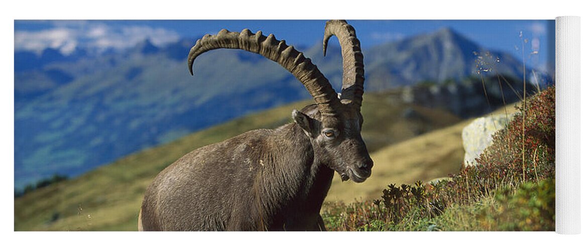 00198365 Yoga Mat featuring the photograph Alpine Ibex Capra Ibex Male With Swiss by Konrad Wothe