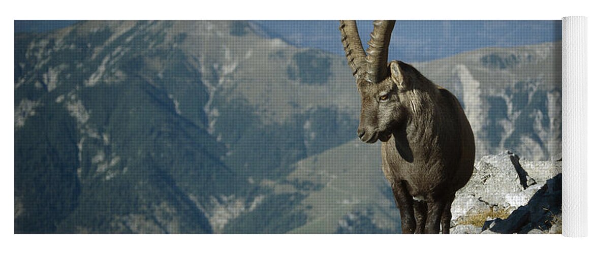Feb0514 Yoga Mat featuring the photograph Alpine Ibex Male In The Swiss Alps by Konrad Wothe