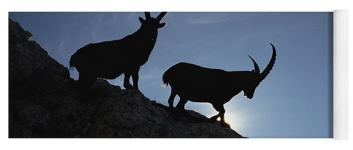 Feb0514 Yoga Mat featuring the photograph Alpine Ibex Pair On Cliff Aosta Valley by Konrad Wothe