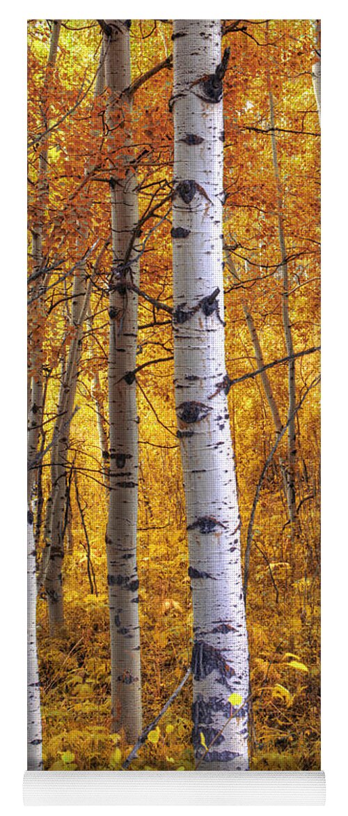 Aspen Trees Yoga Mat featuring the photograph Amber Aspens by Marco Crupi