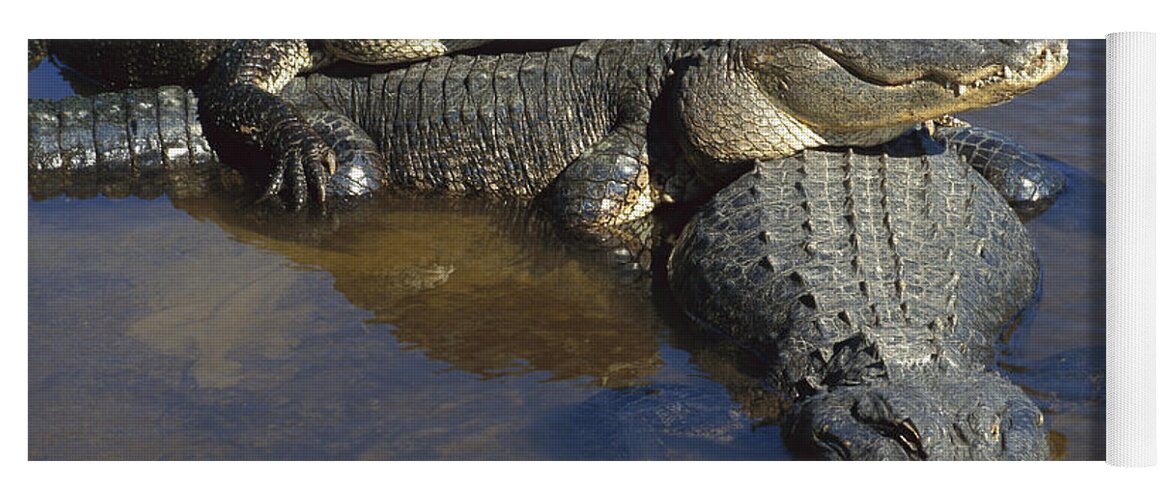 Feb0514 Yoga Mat featuring the photograph American Alligators In Shallows Florida by Heidi & Hans-Juergen Koch