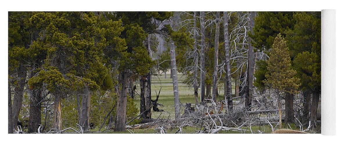 00210687 Yoga Mat featuring the photograph American Bison Male Yellowstone by Pete Oxford