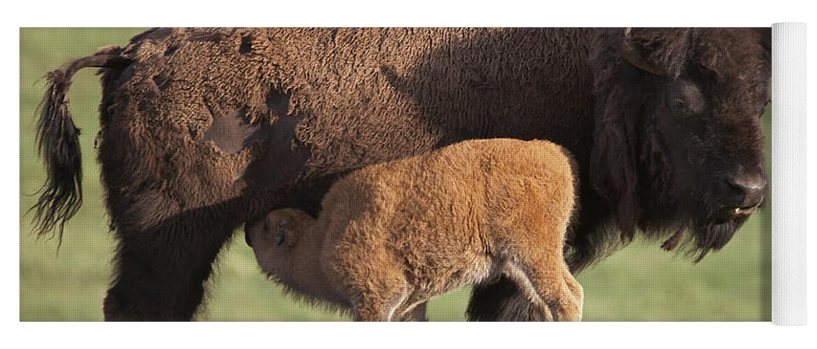 00176535 Yoga Mat featuring the photograph American Bison Nursing Calf by Tim Fitzharris