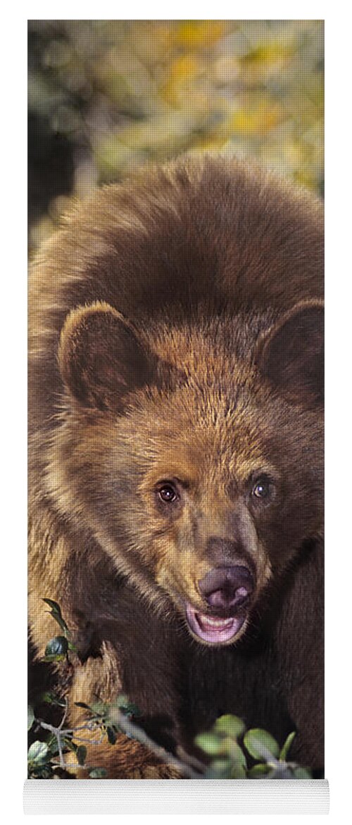 American Black Bear Yoga Mat featuring the photograph American Black Bear in Tree Wildlife Rescue by Dave Welling