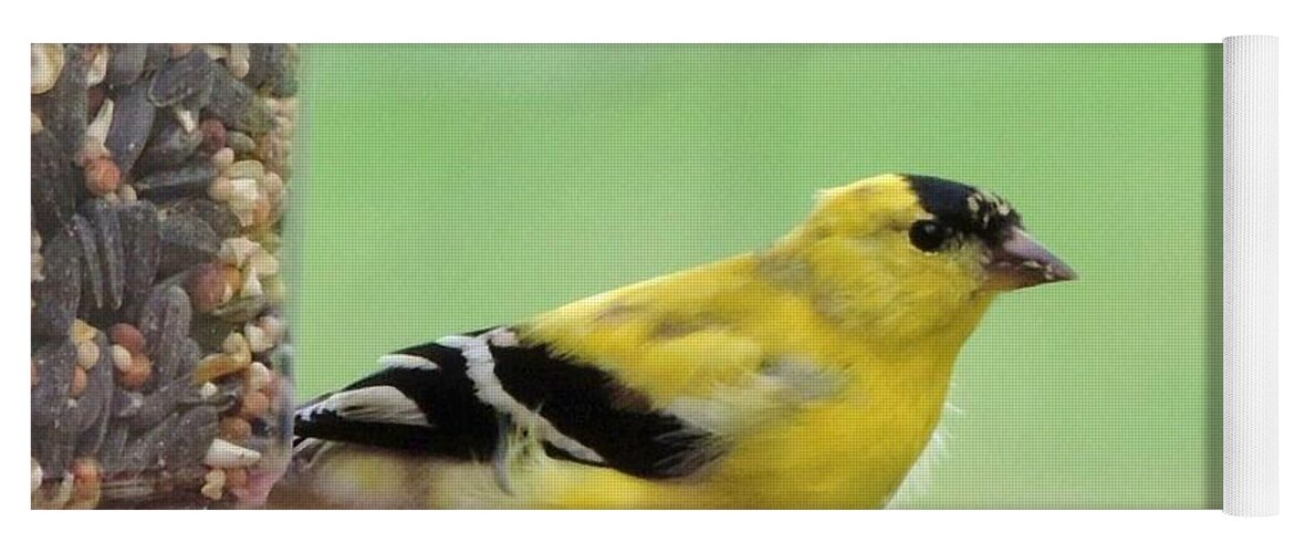 American Goldfinch Yoga Mat featuring the photograph American Goldfinch at the Feeder 01 by Robert ONeil