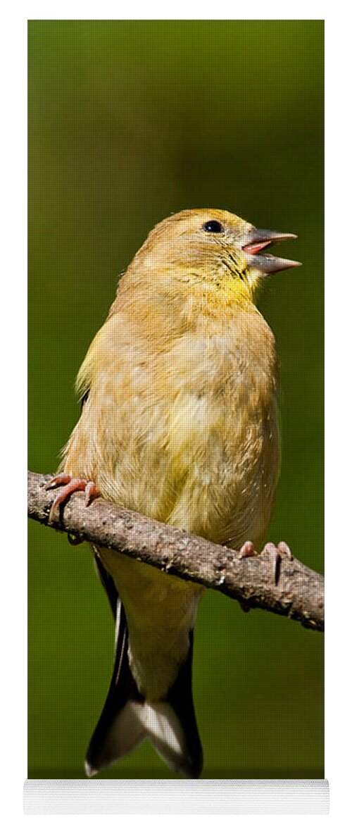 American Goldfinch Yoga Mat featuring the photograph American Goldfinch Singing by Jeff Goulden