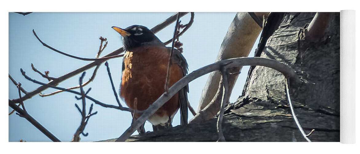 Robin Yoga Mat featuring the photograph American Robin by Holden The Moment
