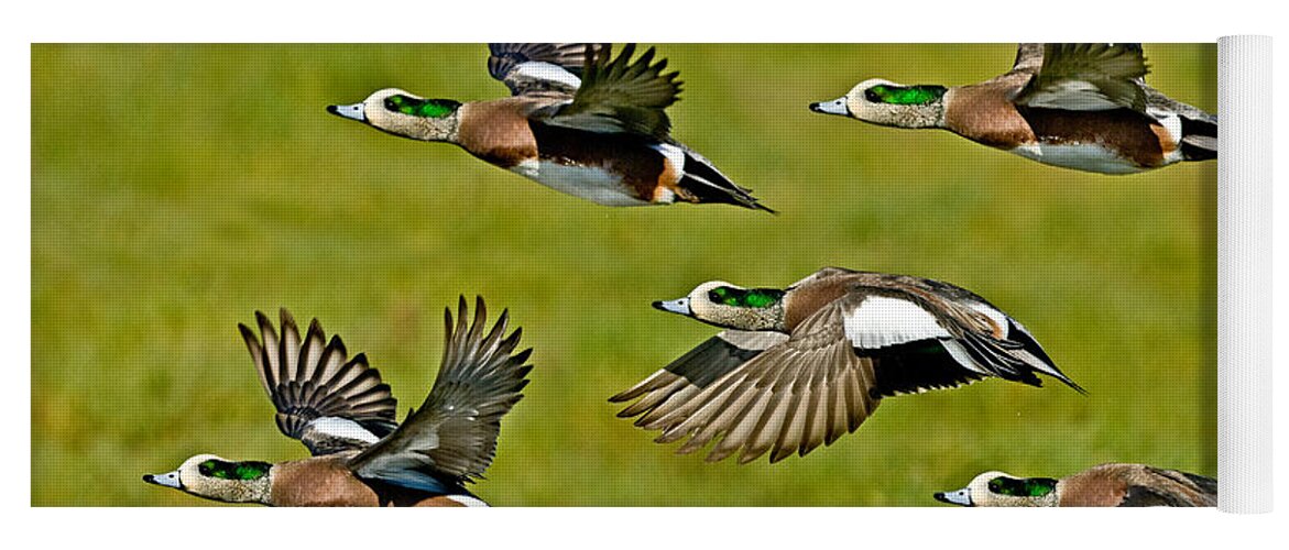 Fauna Yoga Mat featuring the photograph American Wigeon Drakes by Anthony Mercieca