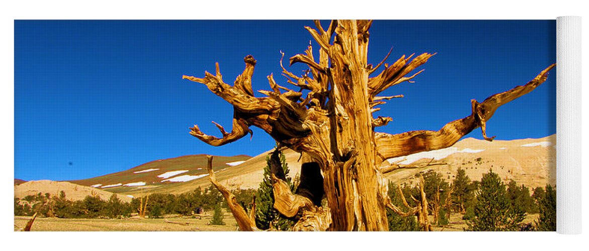 Bristlecone Pine Forest Yoga Mat featuring the photograph Ancient Branch by Adam Jewell
