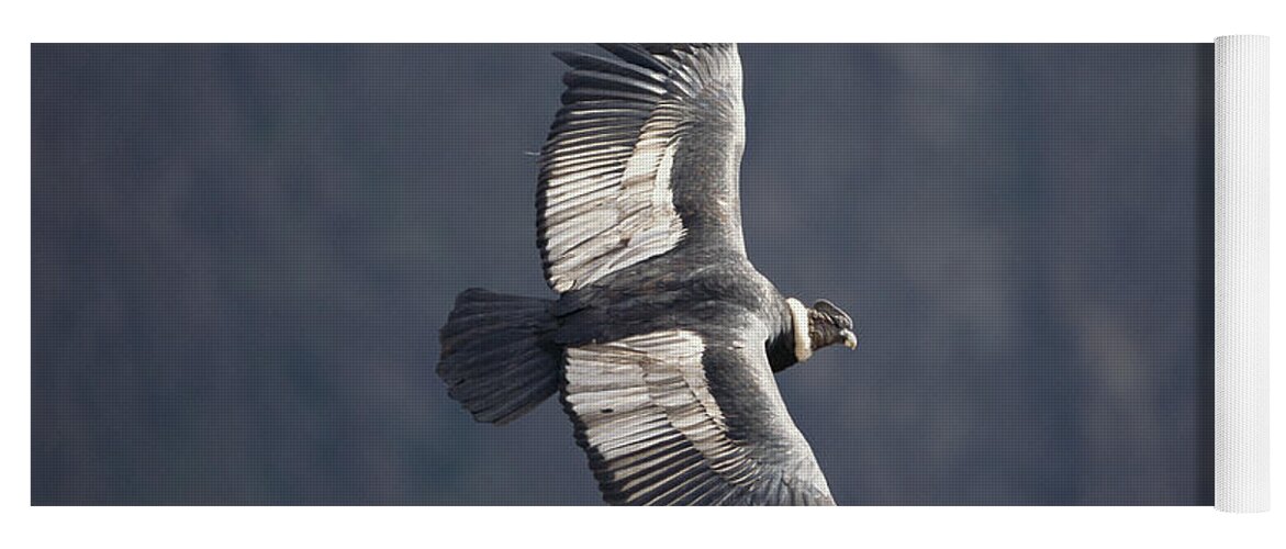 Feb0514 Yoga Mat featuring the photograph Andean Condor Riding Thermal Updraft by Tui De Roy